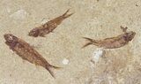 Fossil Fish (Knightia) Multiple Plate - Wyoming #31849-1